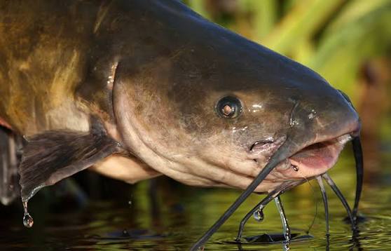 Catfish caught on a fishing trip