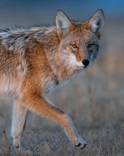 Coyote standing outdoors