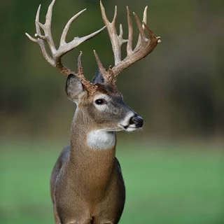 Whitetail deer in nature