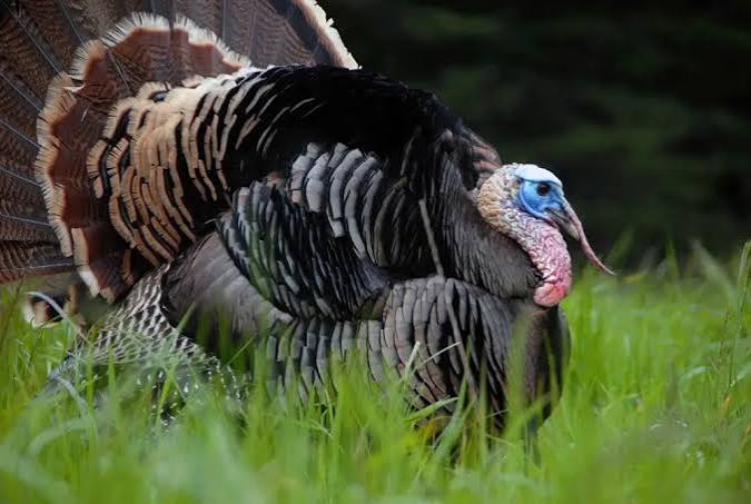 Wild turkey outdoors